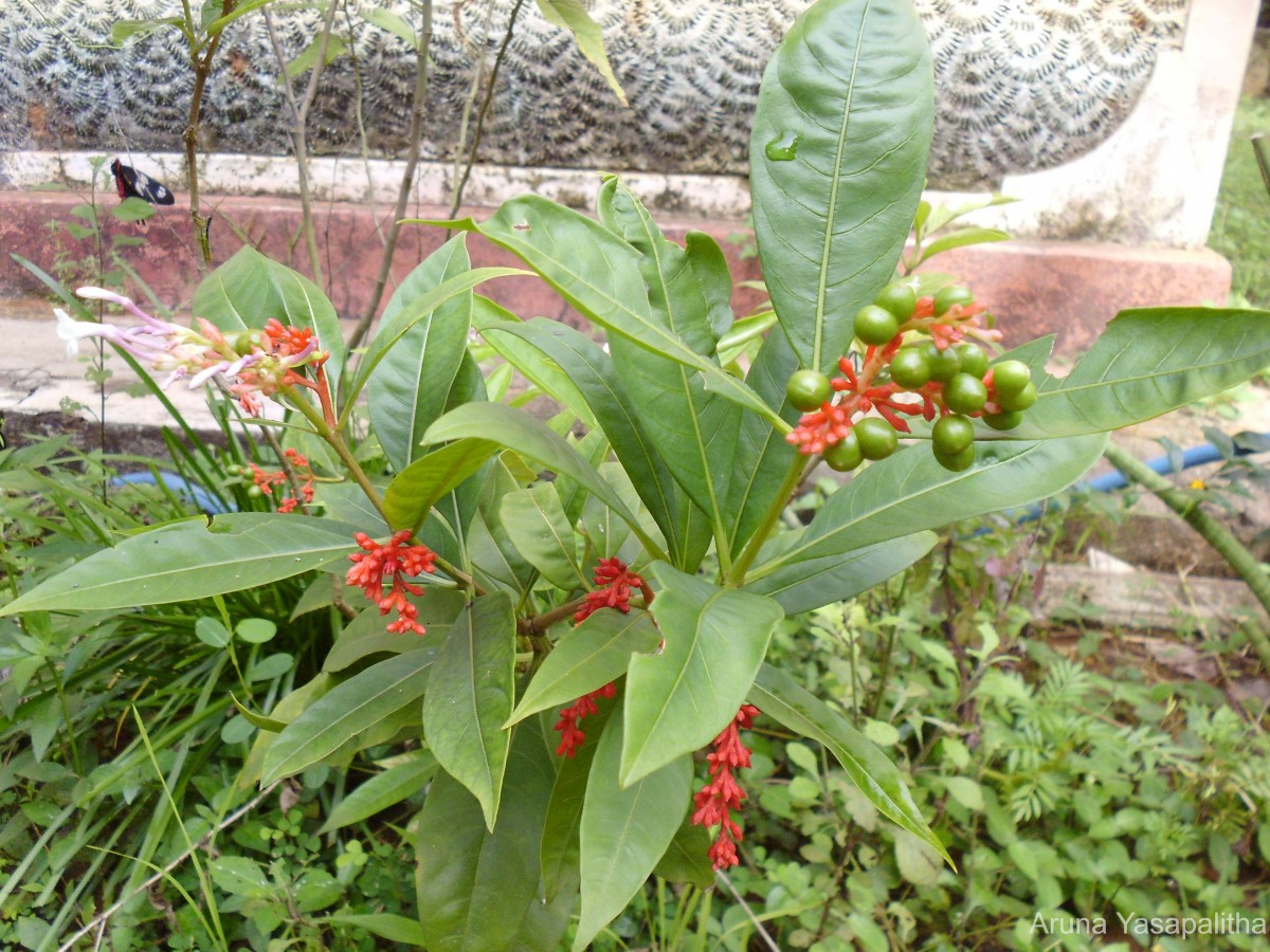 Rauvolfia serpentina (L.) Benth. ex Kurz